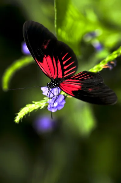 Red heliconius dora butterfly — Stock Photo, Image