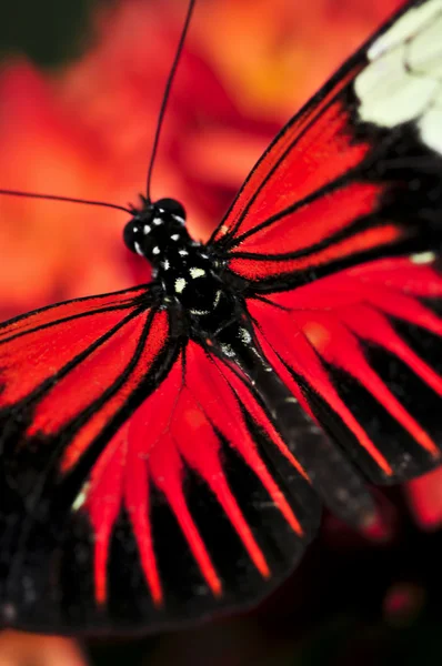 Κόκκινο Heliconius Πεταλούδα Ντόρα Άνοιγμα Φτερών — Φωτογραφία Αρχείου