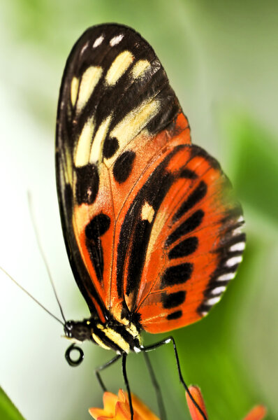 Large tiger butterfly sitting on a flower