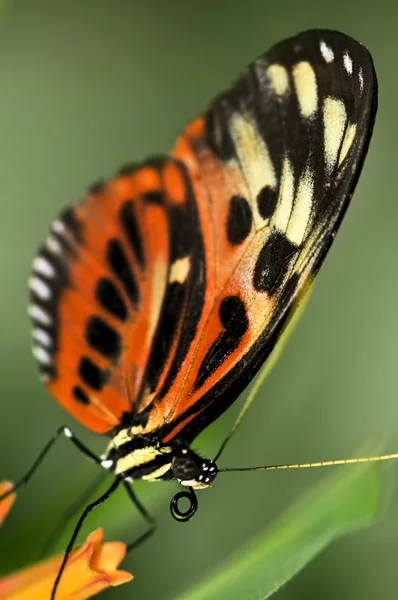 Μεγάλη τίγρη πεταλούδα — Φωτογραφία Αρχείου