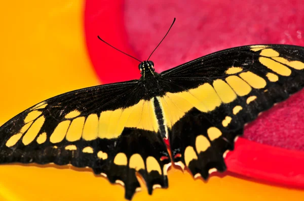 Reus Papilionidae vlinder — Stockfoto