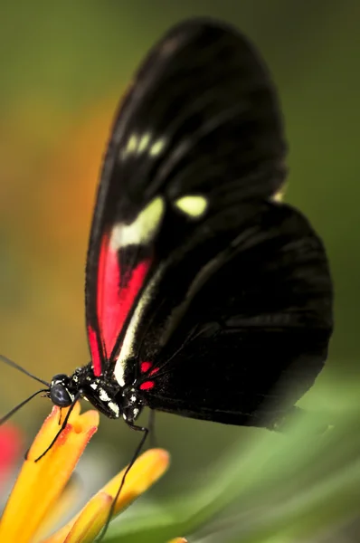 Heliconio Rojo Dora Mariposa Sobre Una Flor —  Fotos de Stock