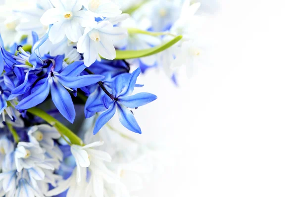 Floral Achtergrond Van Eerste Lente Bloemen Close — Stockfoto