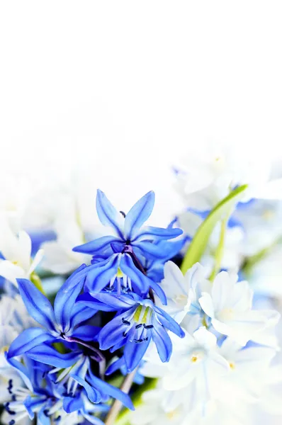 Wiosenne kwiaty tło — Zdjęcie stockowe