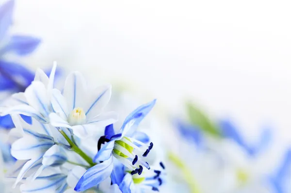 Floraler Hintergrund Der Ersten Frühlingsblumen Aus Nächster Nähe — Stockfoto