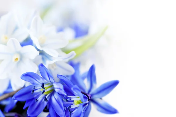 Jarní květiny pozadí — Stock fotografie