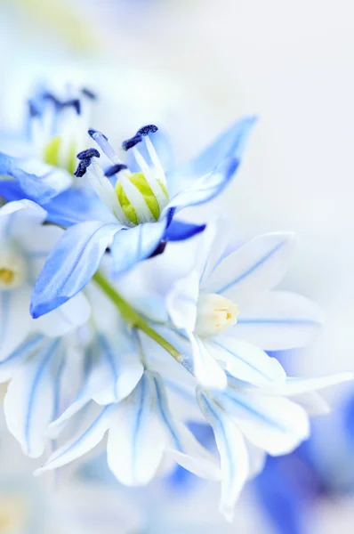 Fundo Floral Flores Primeira Primavera Fechar — Fotografia de Stock