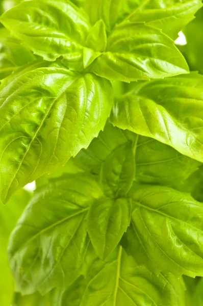 Green basil close up — Stock Photo, Image