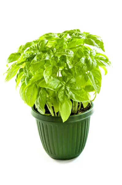 Manjericão verde em um pote — Fotografia de Stock