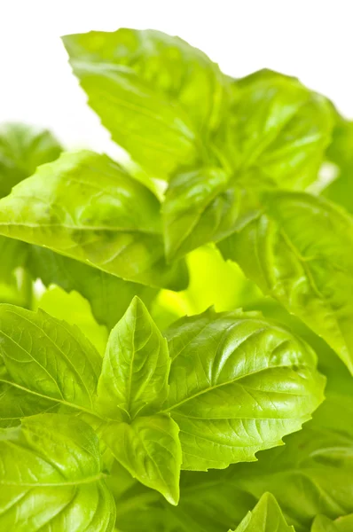 Fresh Green Basil Close Isolated White Background — Stock Photo, Image