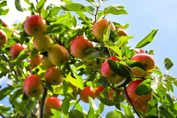 Яблука на дереві — стокове фото