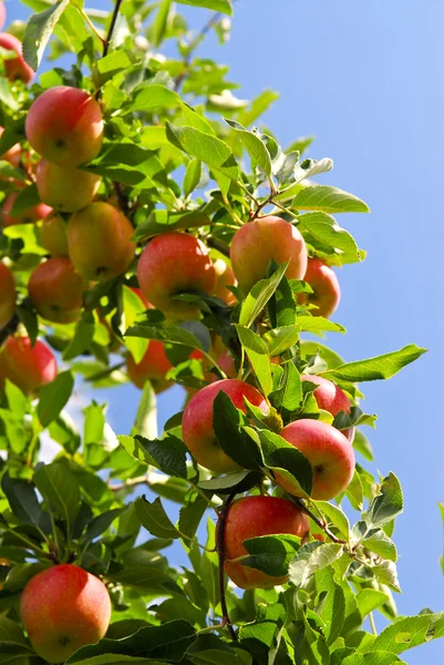 Manzanas Maduras Orgánicas Listas Para Recoger Ramas Árboles — Foto de Stock