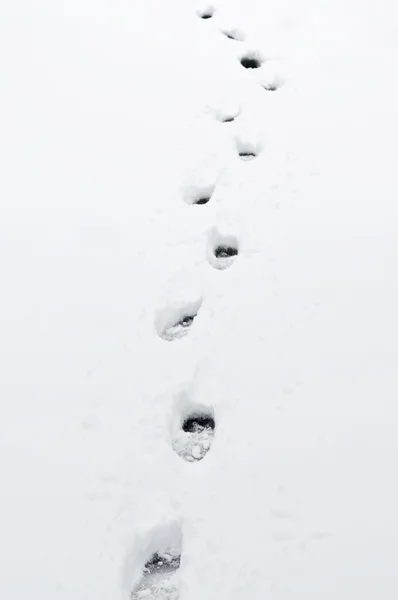 Fußabdrücke Frischen Unberührten Schnee Aus Nächster Nähe — Stockfoto