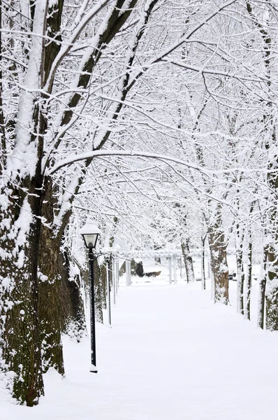 在冬季公园巷与雪覆盖的树木 — 图库照片