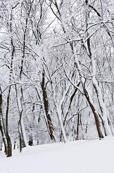 Parque de invierno paisaje —  Fotos de Stock