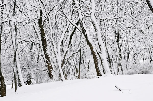 Vinterparken landskap — Stockfoto