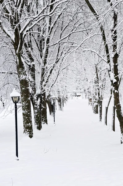 Lane Vinterparken Med Snö Täckt Träd — Stockfoto