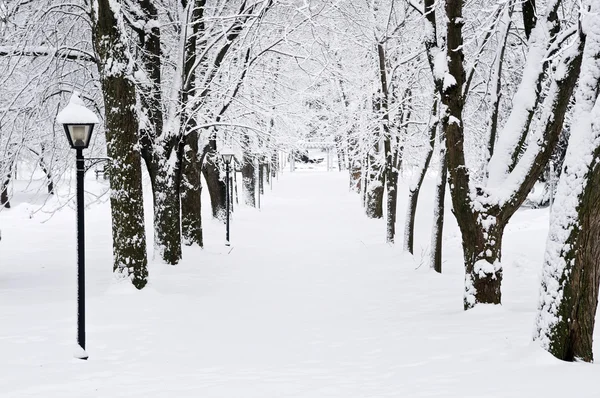 Lane ve winter parku — Stock fotografie