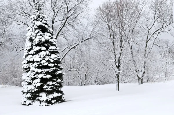 冬公園の風景 — ストック写真