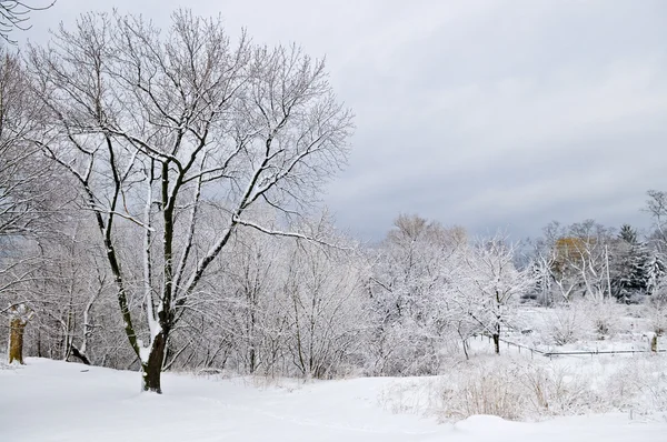Ağaçlar Gri Gökyüzü Kış Manzarası Kar Ile Kaplı — Stok fotoğraf