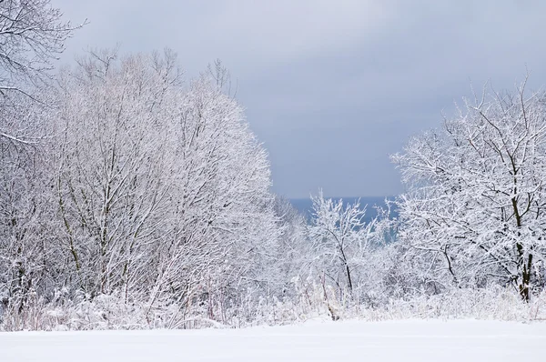 Ağaçlar Gri Gökyüzü Kış Manzarası Kar Ile Kaplı — Stok fotoğraf