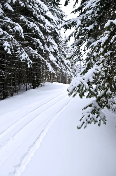 Paisaje Invernal Con Árboles Nevados Sendero Para Motos Nieve —  Fotos de Stock