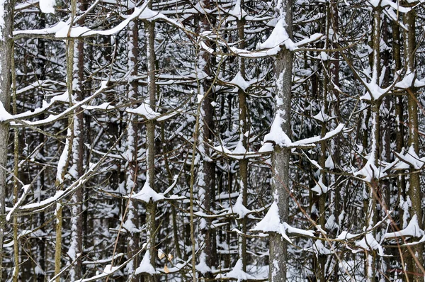 Naturalne Tło Pnie Drzew Zimą — Zdjęcie stockowe