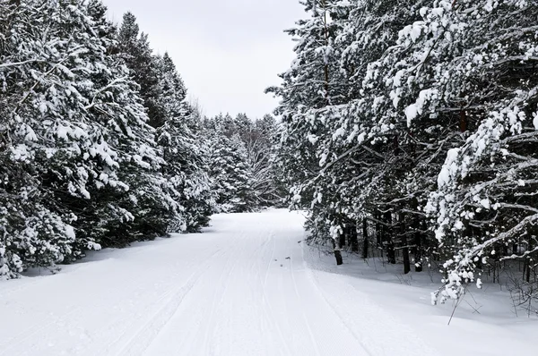 雪に覆われた木々 やスノーモービル パスと冬の風景 — ストック写真