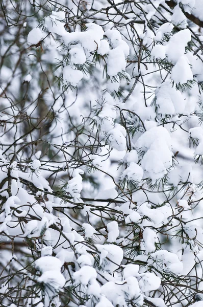 冬の枝 — ストック写真