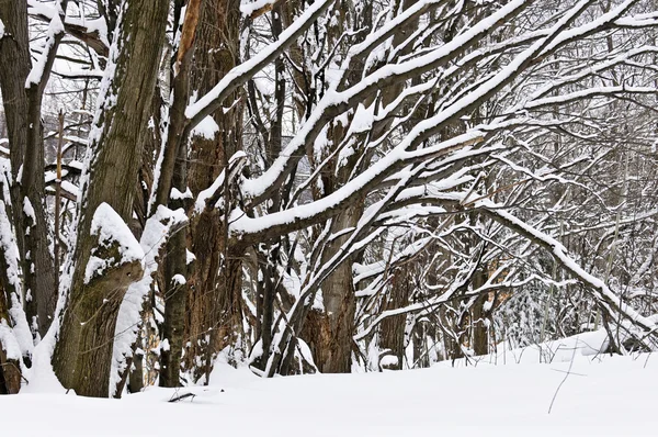 雪の行と冬の風景木覆われています — ストック写真
