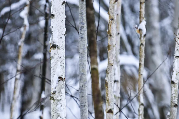 Naturlig Bakgrund Trädstammar Vintern — Stockfoto