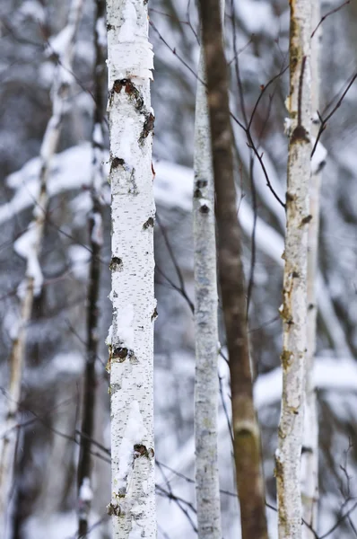 Troncs d'arbres en hiver — Photo