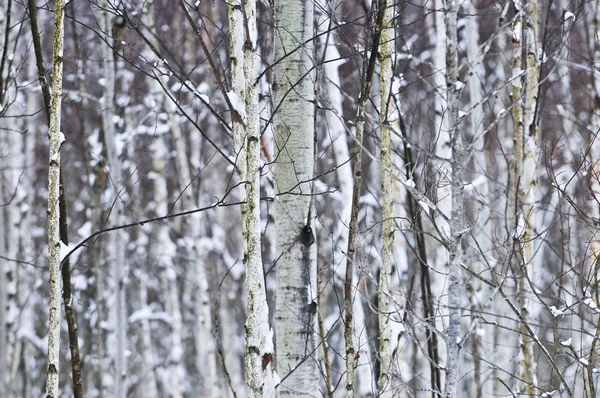 在冬天的树树干的自然背景 — 图库照片