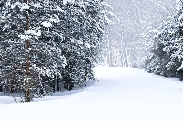 雪に覆われた木々 やスノーモービル パスと冬の風景 — ストック写真