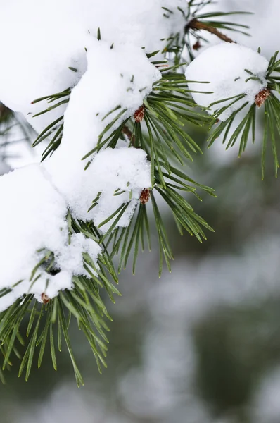 Ramas Árboles Invierno Cubiertas Nieve Esponjosa —  Fotos de Stock