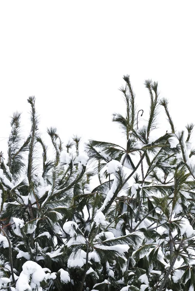 Ветви Зимних Деревьев Покрыты Пушистым Снегом — стоковое фото