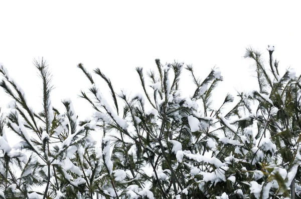 Зимние ветви — стоковое фото