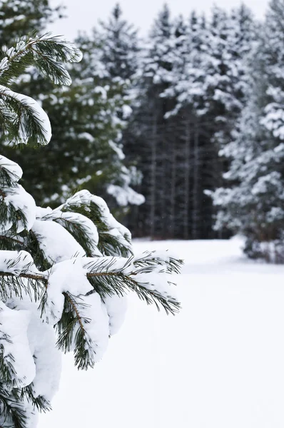 Vinterlandskap Med Snö Täckt Träd Och Grå Himmel — Stockfoto