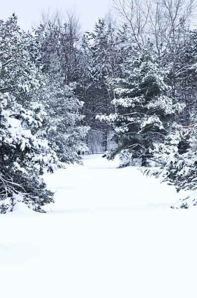 冬季风景与雪覆盖树木和灰色的天空 — 图库照片