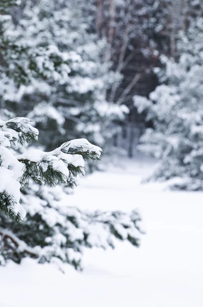 Winterlandschaft Mit Schneebedeckten Bäumen Und Grauem Himmel — Stockfoto