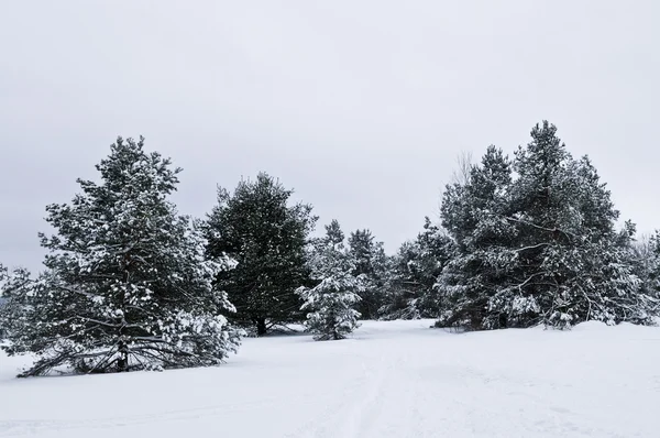 Krajobraz Zimy Śniegiem Pokryte Drzewami Szare Niebo — Zdjęcie stockowe