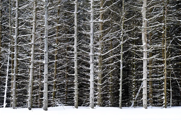 Tronchi d'albero in inverno — Foto Stock