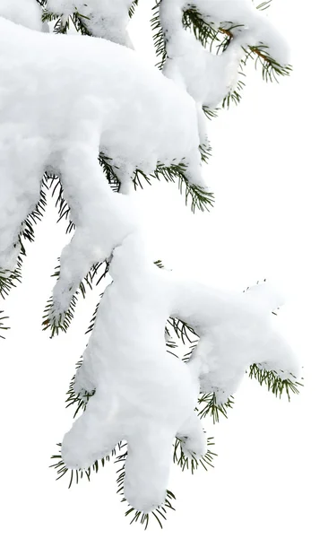冬天树分支覆盖着蓬松的雪 — 图库照片