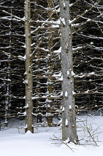 Природный Фон Стволов Деревьев Зимой — стоковое фото