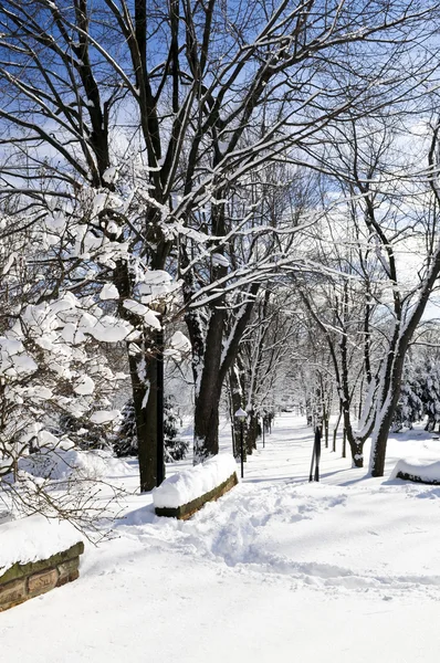 冬季公园在多伦多后大雪 — 图库照片