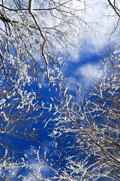 冬の木々と青空 — ストック写真