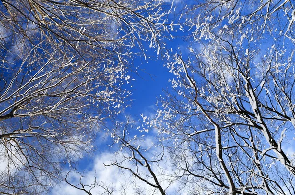 Árvores de inverno e céu azul — Fotografia de Stock