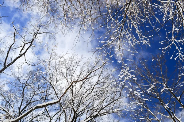 Árvores de inverno e céu azul — Fotografia de Stock