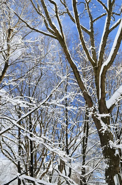 Zimowe Drzewa Pokryte Puszystym Śniegu Tle Błękitnego Nieba — Zdjęcie stockowe