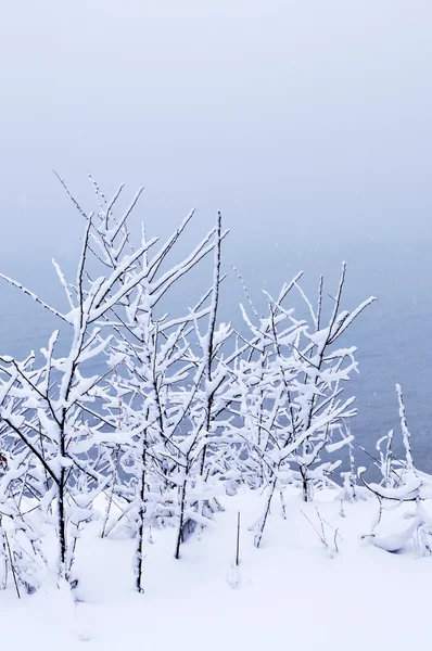Zimní Stromy Pokrytá Čerstvým Sněhem Přírodní Pozadí — Stock fotografie